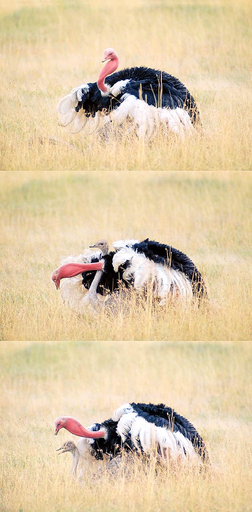 Accoppiamento di struzzi. Il collo del maschio si gonfia infuocato © Giuseppe Mazza