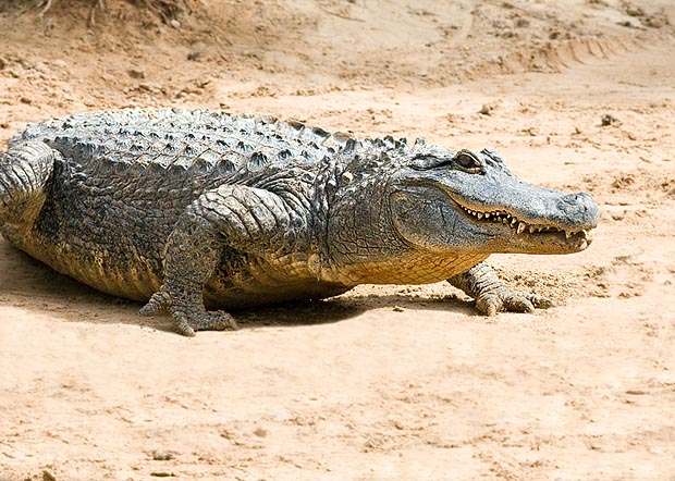 Anche al suolo i Crocodylia si muovono veloci col corpo tenuto molto più in alto dei sauri © Giuseppe Mazza