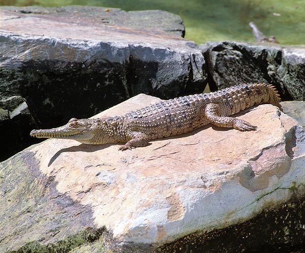 Aspetto analogo ha il Crocodylus johnsoni di casa in Australia © Giuseppe Mazza