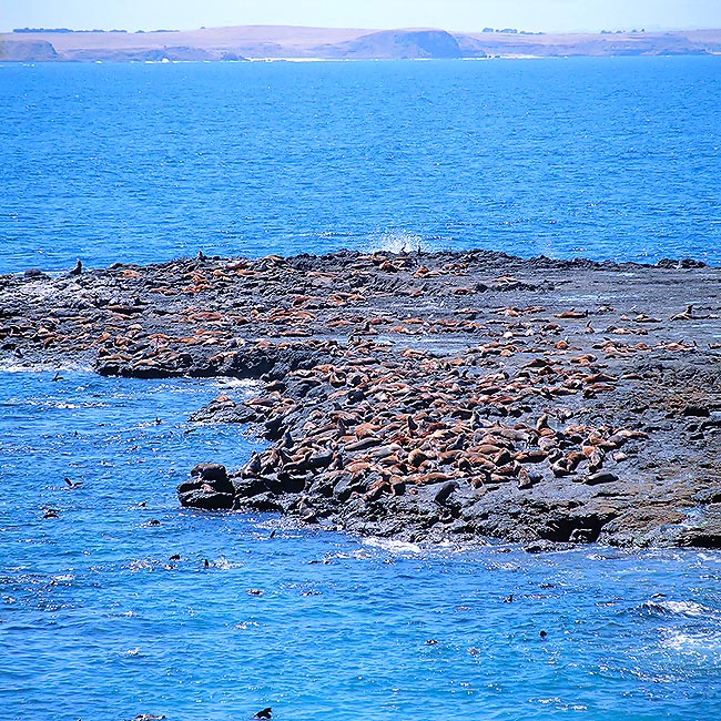Flock of Arctocephalus pusillus doriferus on an islet of South Australia © Giuseppe Mazza