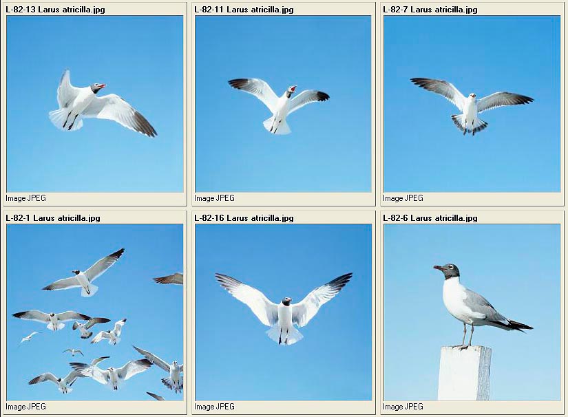 jpg_Charadrii1.jpg