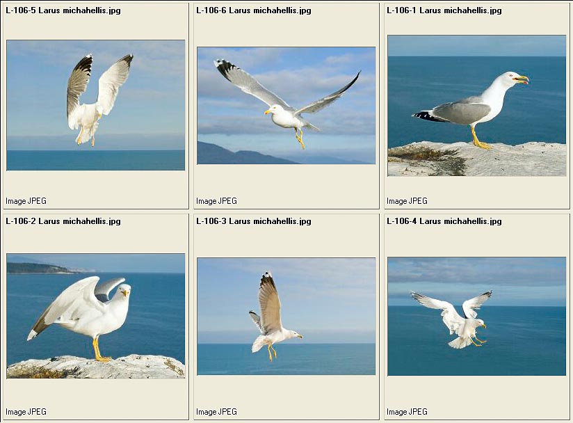 jpg_Charadrii2.jpg