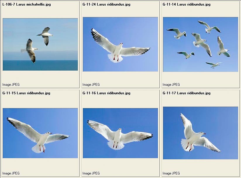 jpg_Charadrii3.jpg