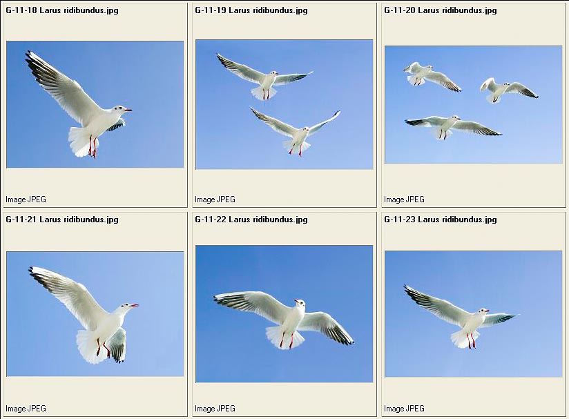 jpg_Charadrii4.jpg