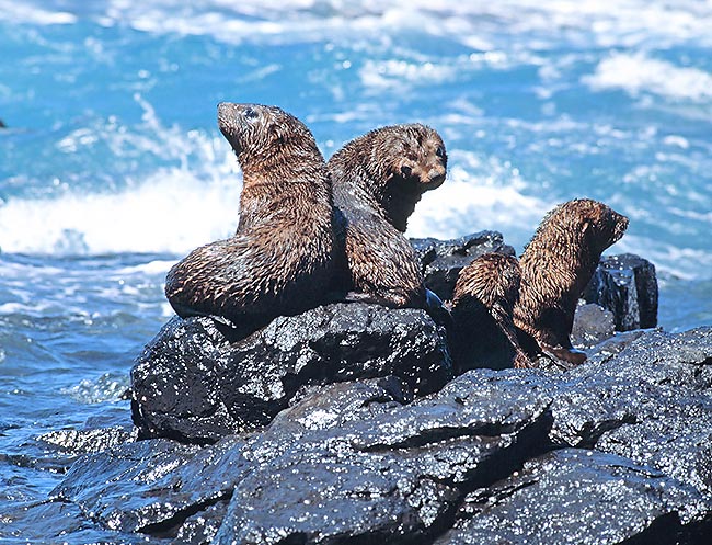 The Arctocephalus pusillus doriferus first months of life are the most critical of their existence © Giuseppe Mazza