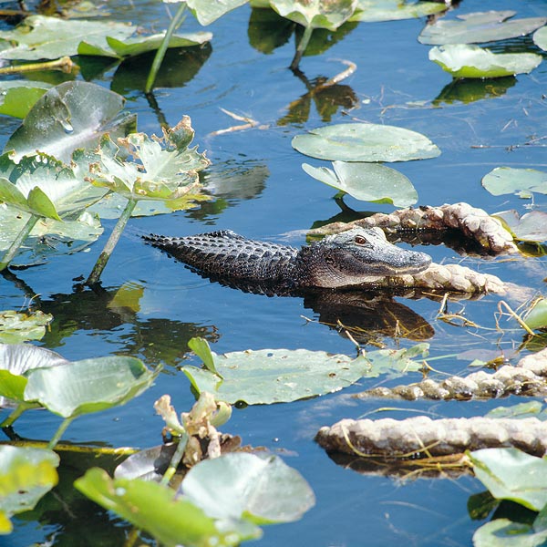 I giovani alligatori dell'Everglades National Park crescono al ritmo di 30 cm all'anno © Giuseppe Mazza