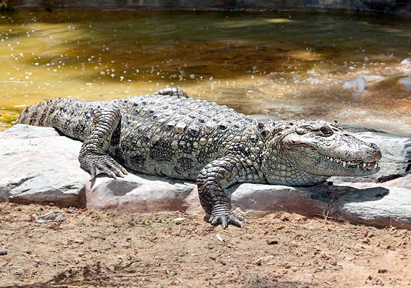 Il Caimano dagli occhiali (Caiman crocodylus) supera raramente i 2 m e conta tre sottospecie © G. Mazza