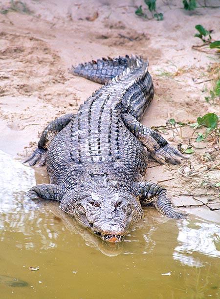 Il Coccodrillo marino (Crocodylus porosus) attacca sovente l'uomo © G. Mazza