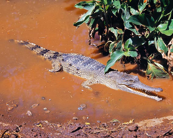 Il Crocodylus cataphractus, dal muso lungo e stretto, si nutre di pesci © Giuseppe Mazza