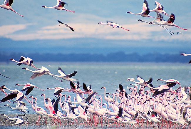 In case of danger the flamingos take off all together © Giuseppe Mazza