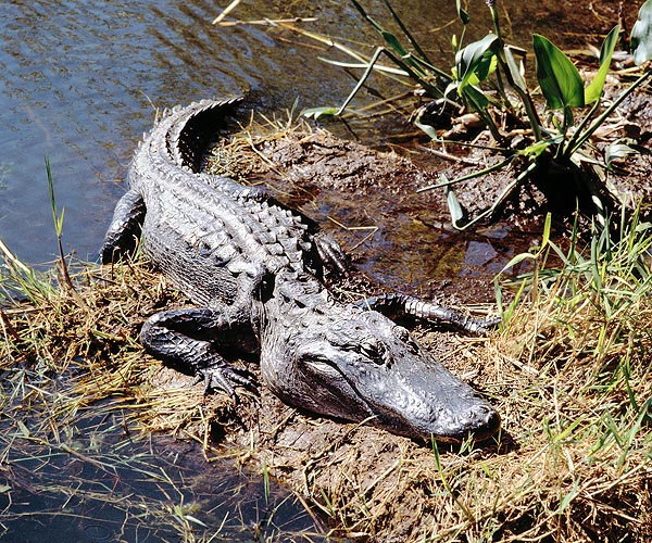 L'Alligator mississippiensis ha un muso largo e piatto, col quarto dente non visibile a bocca chiusa © Mazza
