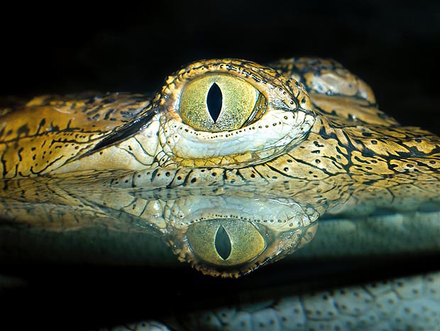 L’occhio di un Crocodylus niloticus che s’avvicina nuotando nella notte non lascia certo indifferenti © G. Mazza