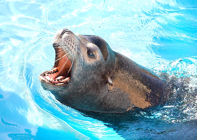 The California Sea Lions are famous for their powerful vocalizations © Giuseppe Mazza