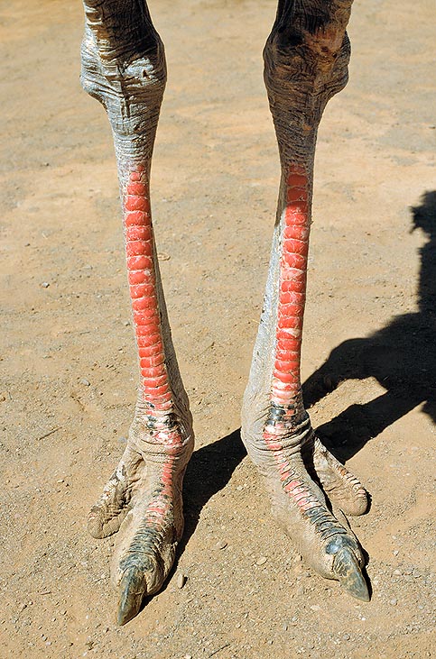 The ostrich is the only 2-toed bird. The nail is wide, flat and sharp © Giuseppe Mazza