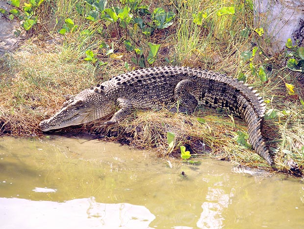 Il Crocodylus porosus costruisce il nido con vegetali impastati di fango © Giuseppe Mazza