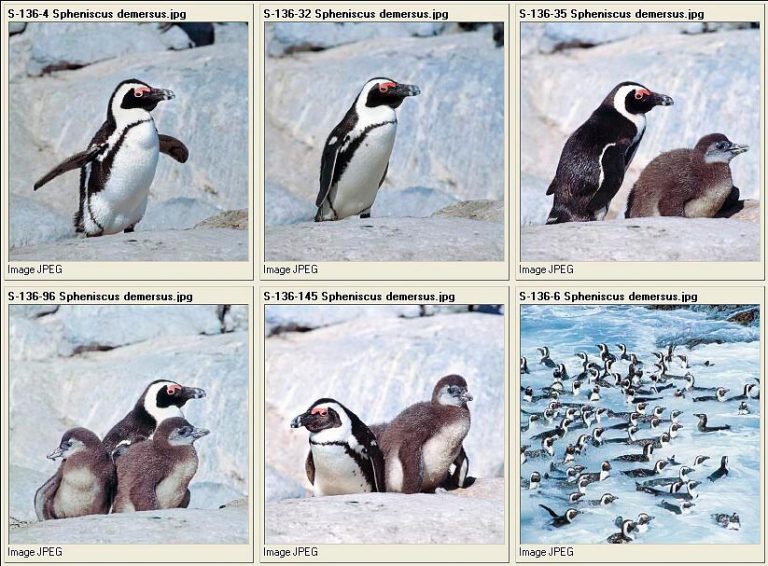 Sphenisciformes Monaco Nature Encyclopedia