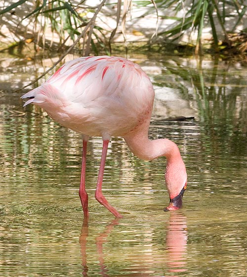 All flamingos spend most of the day rooting the muddy bottom © Giuseppe Mazza