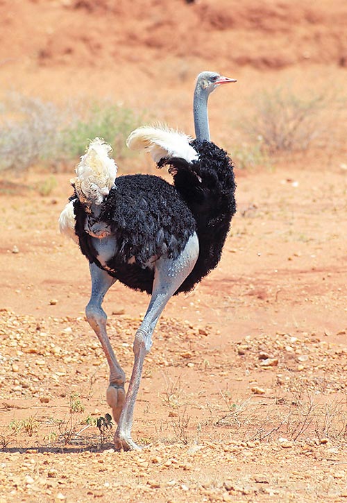 Male of Ostrich running at 60-65 km/h © Giuseppe Mazza