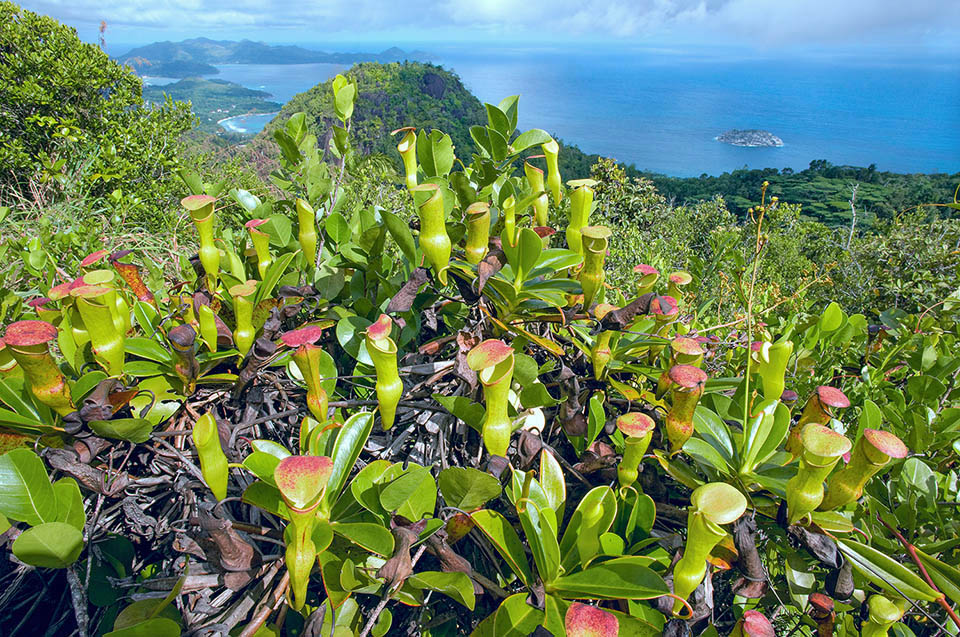 Nepenthes pervillei è l'unica pianta carnivora delle Seychelles, endemica delle isole di Mahé e Silhouette fra 400 e 750 m di quota. Per l’elevato numero di ascidi è particolarmente spettacolare. La loro forma è ad anfora, gli inferiori sono per lo più rossi mentre i superiori prevalentemente giallo-arancio