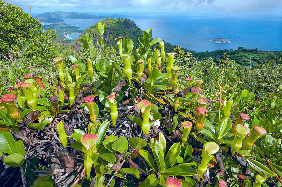 Nepenthes pervillei est la seule plante carnivore présente aux Seychelles, endémique des îles de Mahé et Silhouette entre 400 et 750 m d'altitude. Elle est très spectaculaire par le grand nombre de ses ascidies. En forme d'amphores, la plupart de celles du bas sont rouge tandis que celles du haut sont jaunes orangés