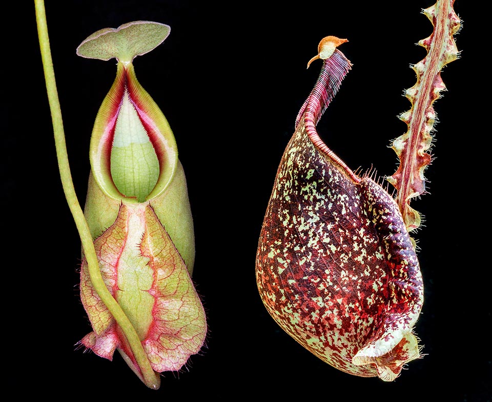 Ma esistono anche ascidi superiori tondeggianti come in Nepenthes globosa o Nepenthes rafflesiana, a destra, col profilo simile alla prua di antiche navi guerriere nordiche