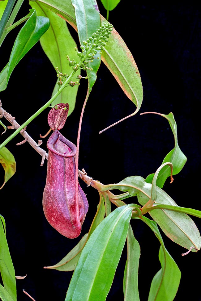 Répandue dans toute l'Asie du Sud-Est, en Chine et en Australie, Nepenthes mirabilis vit dans les forêts, les prairies, les marais, les bords de route et les friches humides, voire sur des sols sablonneux, entre 0 et 400 m d'altitude. Les ascidies à morphologie simple sont soutenues par les vrilles foliaires qui, en milieux difficiles, sont souvent d'un violet profond dû à un fort ensoleillement. Le cliché montre aussi une inflorescence mâle 