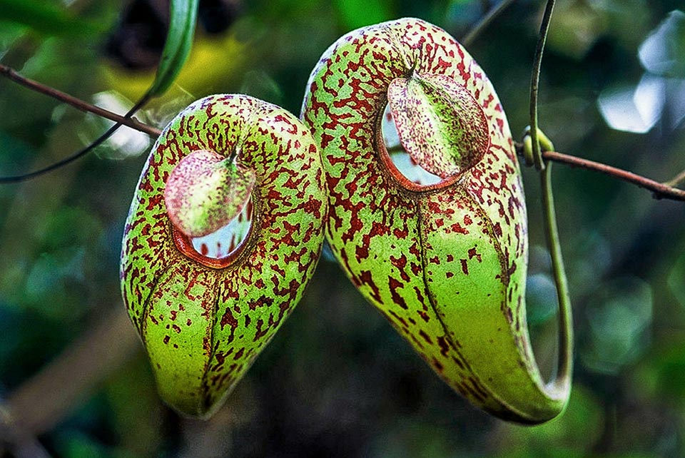 Critically endangered, very vulnerable species, Nepenthes aristolochioides is a carnivorous plant endemic to the island of Sumatra