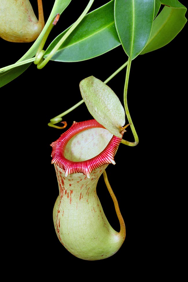 Endemic to Filipino forests, from 1000 to 2000 m of altitude, Nepenthes ventricosa attracts passing-by insects with red peristome, rich in nectariferous glands, emphasized by the contrast with the bright interior of the ascidium