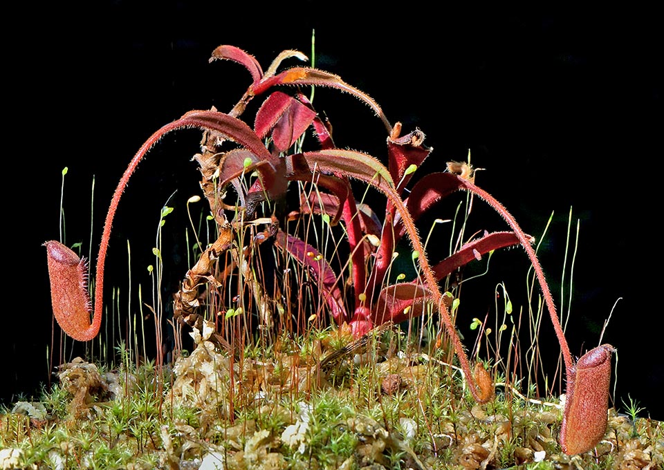 Native to Sibuyan Island, Philippines, where grows from 1400 to 1900 m of altitude, Nepenthes argentii has reddish ascidia with intensely coloured toothed peristome. Upper ascidia are absent because it's not a climbing species. Difficult to cultivate, is however a plant very sought for by the collectors