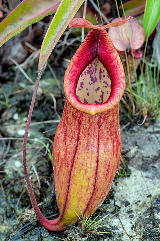 Negli ascidi di Nepenthes smilesii si trovano ragni, millepiedi, scorpioni (Lychas spp.), formiche (Oecophylla ssp.) ed anche alcuni insetti zoofagi predatori di Artropodi (Reduviidae) e alcune larve vive di Toxorhynchites spp. (Culicidae)