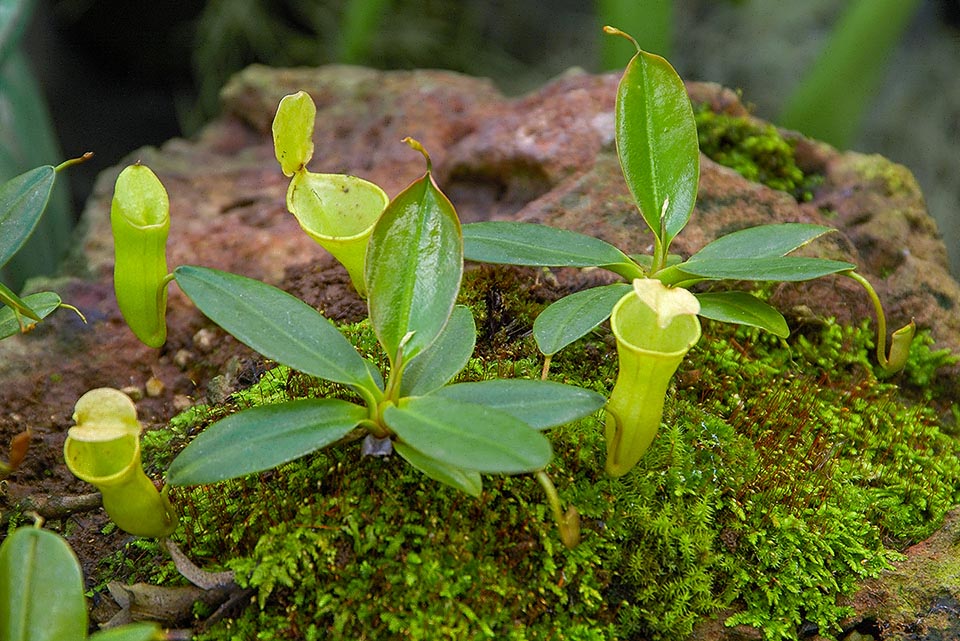 Nepenthes campanulata, caratterizzata da piccoli ascidi a forma di campana, è stata distrutta durante i diffusi incendi boschivi del Borneo negli anni 1983-1984. Nel 1997, fortunatamente, è stata trovata in una seconda località nel Parco Nazionale di Gunung Mulu nel Sarawak (Borneo) e adesso è classificata dalla IUCN come specie vulnerabile 