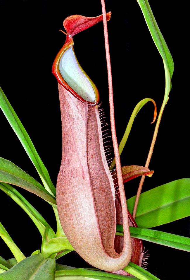 Classified vulnerable, Nepenthes merrilliana produces ascidia among the biggest of the genus that compete with those of Nepenthes rajah. The lower ones, 14 cm broad, in fact can be 35 cm long 