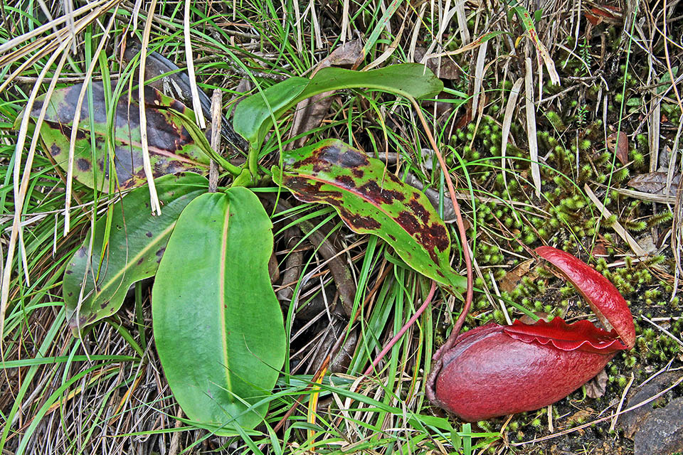 Malay Borneo Nepenthes rajah is considered as a species threatened by extinction. Known as "monkey cup" because of the liquid of ascidia sought after by the primates is a plant able to grow on soils having high contents of heavy metals. Its red ascidia are very big with a cover at times oversized. The trade of the wild specimens is absolutely forbidden