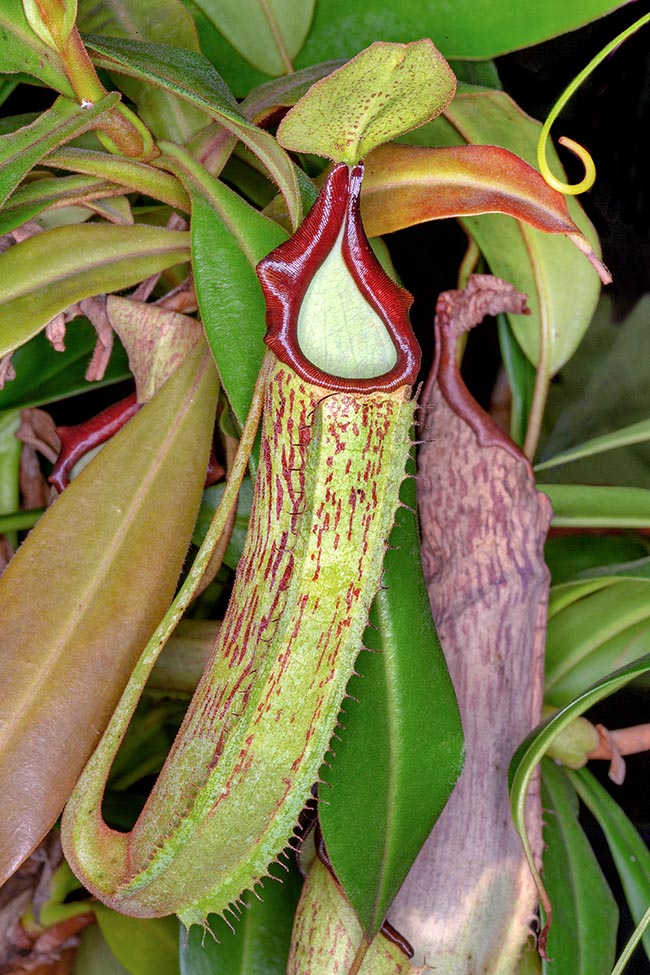 The lower ascidia of Nepenthes maxima measure 10-25 cm, with stripes varying from red to dark brown on pale green background. The upper ones a infundibuliform, of pale green colour with the peristome streaked red 