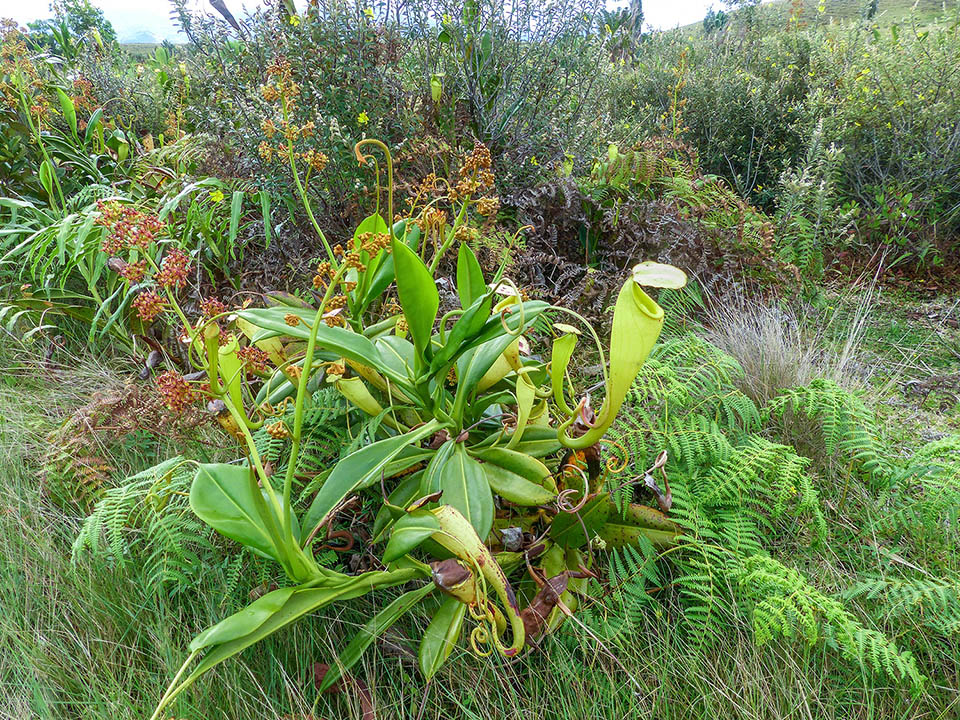 Cespuglio di Nepenthes madagascariensis con alte infiorescenze maschili a pannocchia e ascidi infundibuliformi di colore variabile dal giallo al verde, dal rosso al violaceo