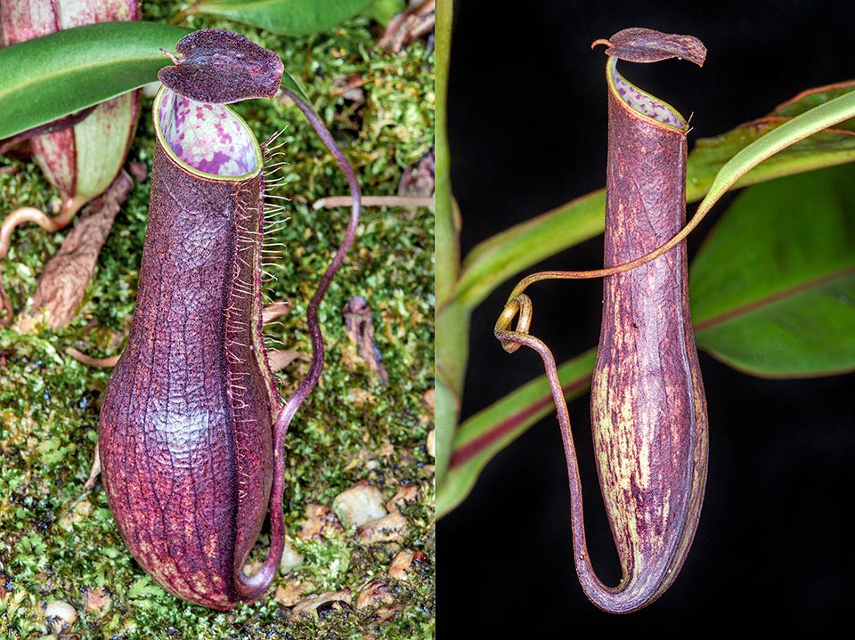 Lower and upper ascidium of Nepenthes gracilis, species with very thin peristoma typical to the shady and flat jungles of South-East Asia. It catches prey with an operculum thin and flexible rich in wax crystals that detach upon the first rain drops. The preys, usually ants, thus lose balance and fall into the trap 
