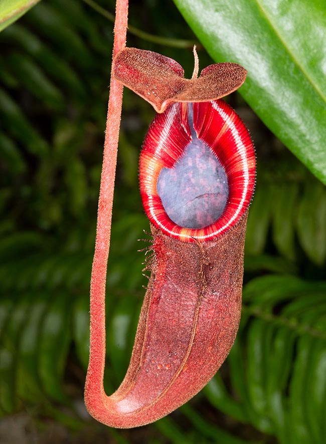 Presente spesso nelle collezioni, Nepenthes thorelli x trusmadiensis è un ibrido molto resistente e vigoroso 