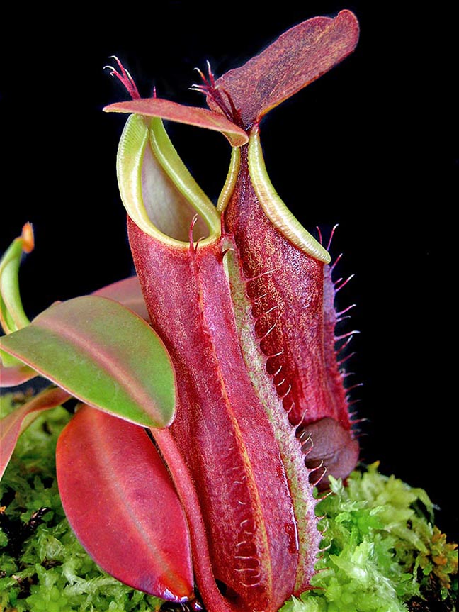 Nepenthes sanguinea lower pitcher is red-orange with interior green-yellow. The insects are attracted by the colours and by a sugary substance. If cultivated needs acidic soil with peat and humus
