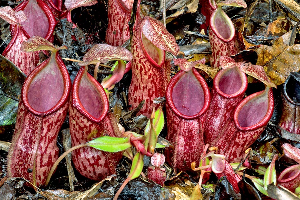 Sgargianti ascidi inferiori di Nepenthes gymnamphora, una pianta endemica di Giava e Sumatra, dove cresce fra 600 e 2800 m sul livello del mare. Secondo alcuni autori le piante di Sumatra, come questa raffigurata nella foto, sarebbero da ascrivere all’affine Nepenthes pectinata