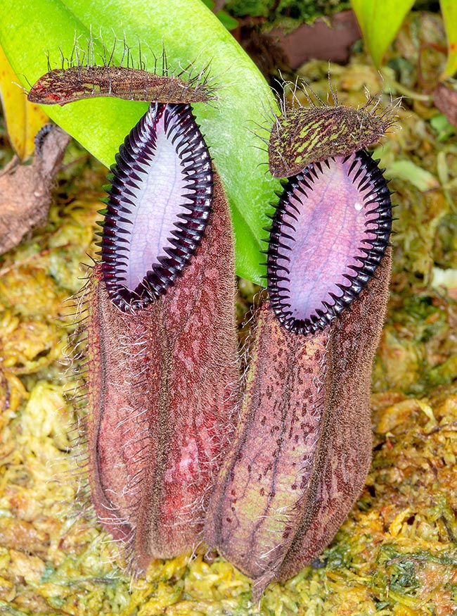 The lower ascidia of Nepenthes hamata, from Latin "hamata" meaning hooked, have a violet striped body with peristome formed by a series of hooked teeth, almost black, very marked and facing inwards