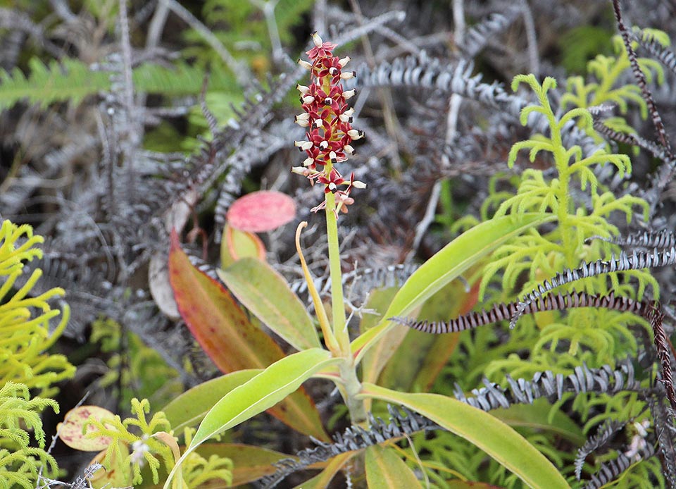 Nepenthes mirabilis in fioritura. Si notano i numerosi fiori femminili con perianzio a quattro tepali e ovario ellittico pubescente