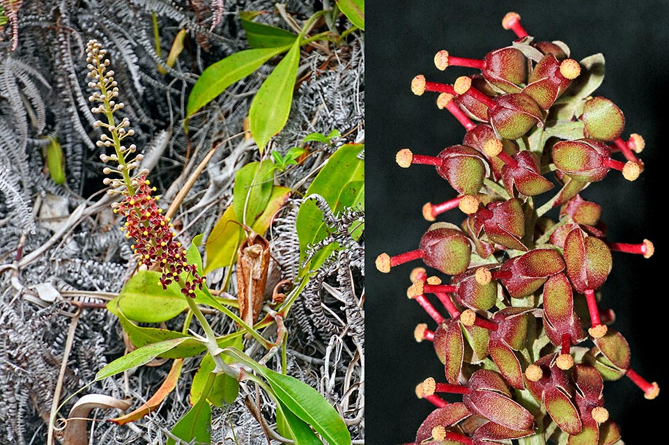 Inflorescence mâle de Nepenthes rafflesiana aux étamines à filaments soudés en colonne et aux anthères jaunes. Pollinisation assurée par mouches et papillons nocturnes