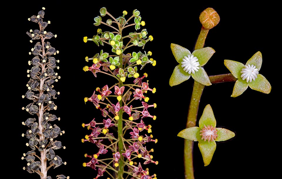 Infiorescenze maschili di Nepenthes gracilis (a sinistra) e Nepenthes maxima (al centro). A destra tre fiori maschili di Nepenthes pervillei