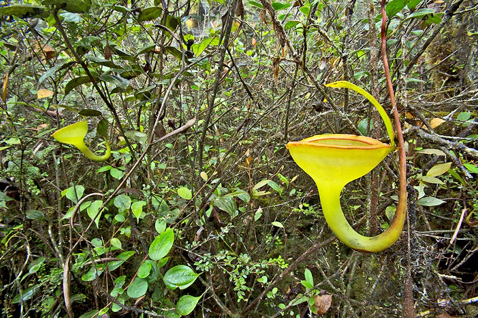 Nepenthes jamban is a species endemic to Sumatra. The upper ascidia, full of a strong digestive liquid, can be 12 cm tall and 5,2 broad, with flat peristome, 6 mm broad with prominent teeth. The cover over the opening of the ascidium is about forty degrees tilted to limit the excess rainwater. They trap numerous prey such as wasps and crickets 