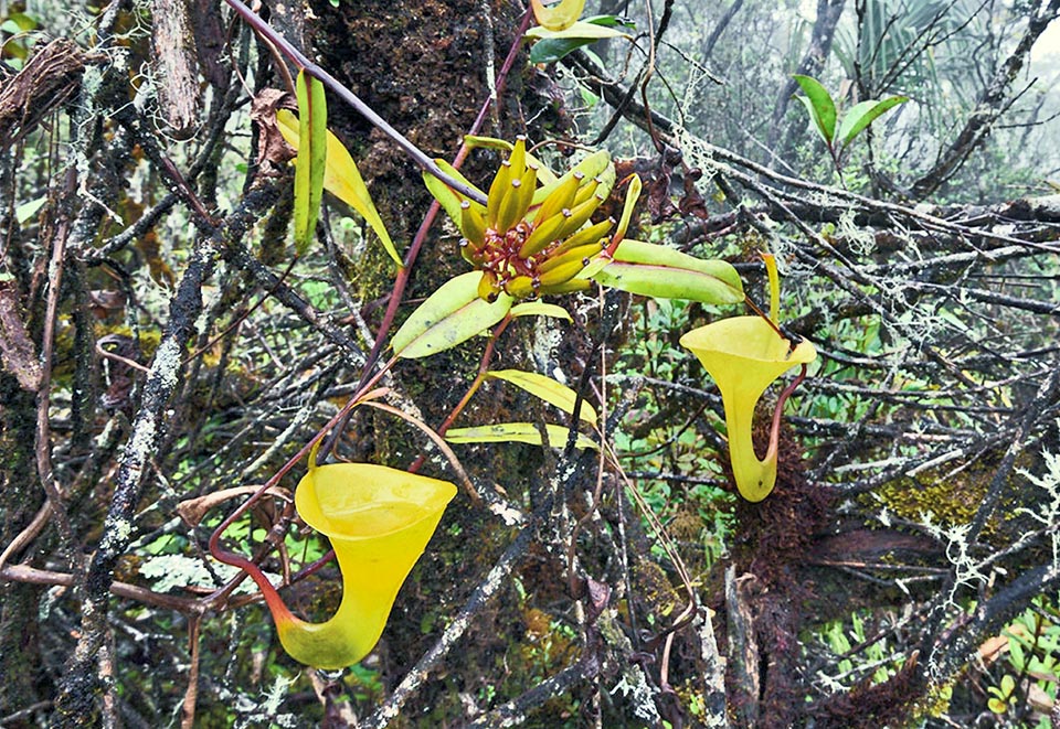 Nepenthes inermis con infiorescenza femminile fruttificante e ascidi privi di peristoma. Contengono un liquido mucillaginoso molto denso e si notano in trasparenza le prede