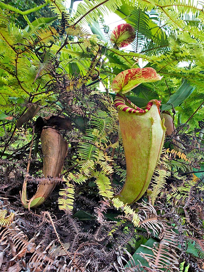 Nepenthes sumatrana, en risque critique d’extinction par sa très faible aire de répartition. Ses ascidies inférieures font environ 10 cm de large pour 20 de haut. Les ailes frangées atteignent 6 mm de large