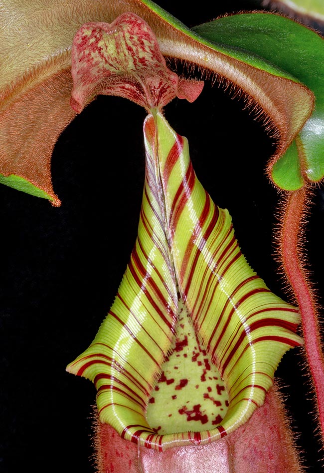 Variopinto peristoma svasato a strisce di Nepenthes veitchii. Questa specie, densamente ricoperta di peli marroni, è endemica del Borneo dove si adatta a valori d’umidità bassi, crescendo dal livello del mare a 1600 m di altitudine 