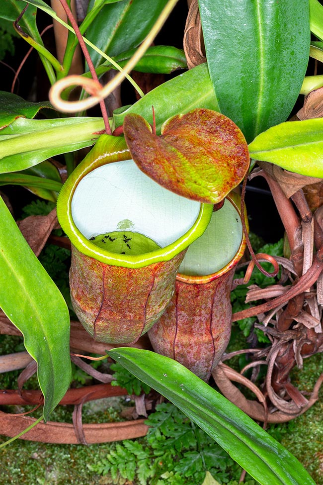 Insectes noyés dans une ascidie de Nepenthes copelandii. Originaire de Mindanao aux Philippines, cette plante facile à cultiver présente des ascidies inférieures striées de rouge foncé ou de pourpre sur un fond vert ; celles du haut sont en forme de tube