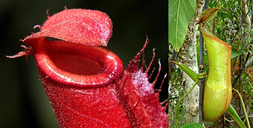 Ascidies inférieure et supérieure de Nepenthes vieillardii. Cette espèce des forêts sèches de Nouvelle-Calédonie vit en symbiose avec le moustique Tripteroides caledonicus 