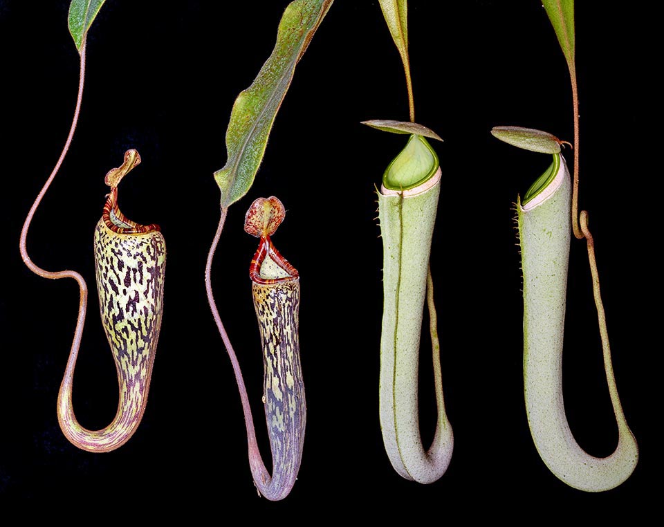 The upper ascidia are mainly long. Their opening is opposite to the stem and dorsal tendrils fixed to a support to keep stable the ascidium with wings reduced to crests or absent as the preys arrive flying. Left, Nepenthes vogellii, right Nepenthes albomarginata with its white band under the peristome for attracting the termites 